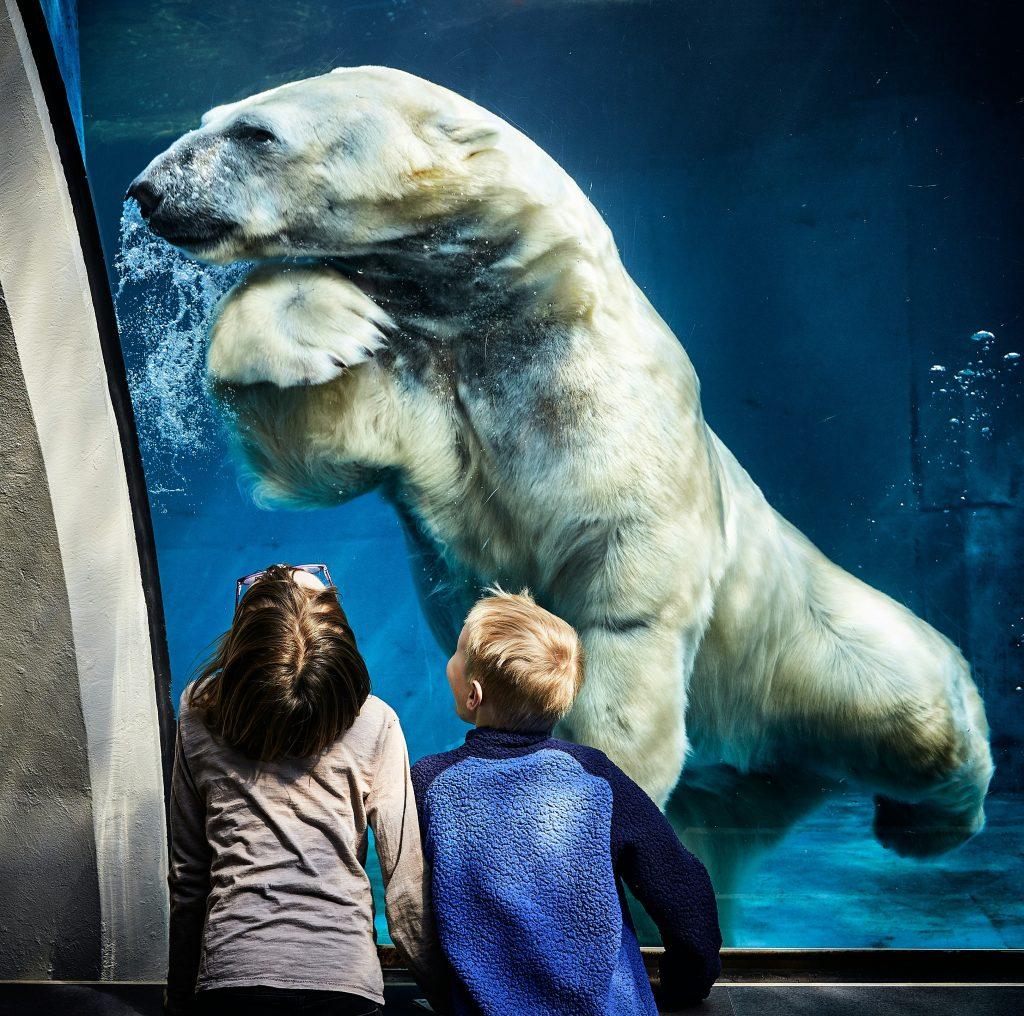 Image of an swimming icebear in a zoo behind glas