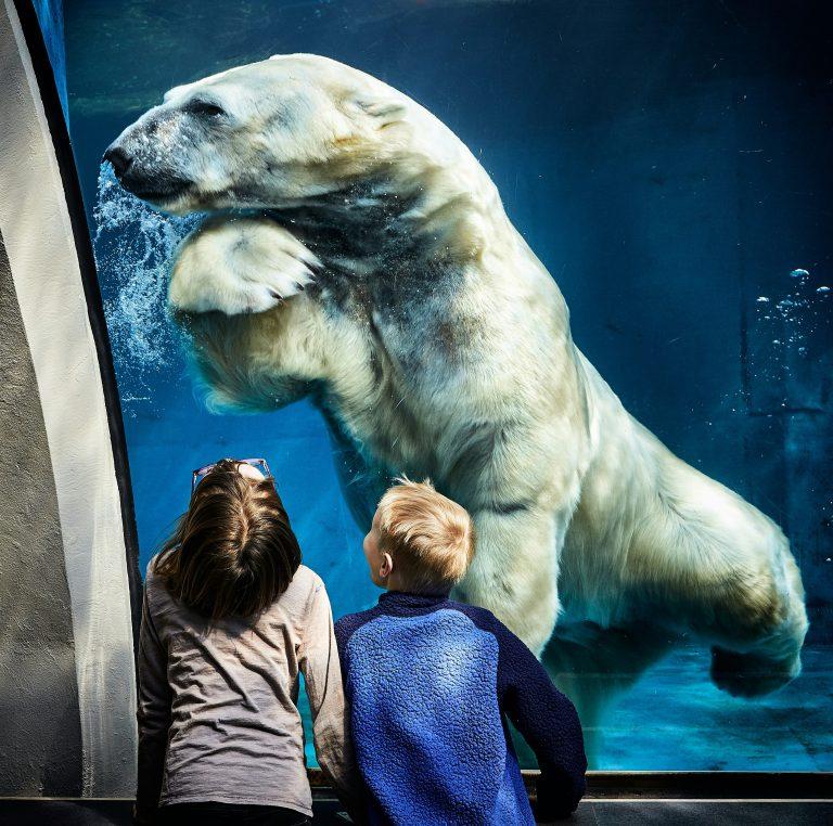 Image of an swimming icebear in a zoo behind glas